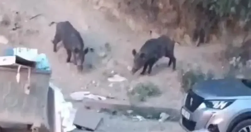 Hatay da aç kalan yaban domuzları yerleşim alanına indi; o anlar kamerada