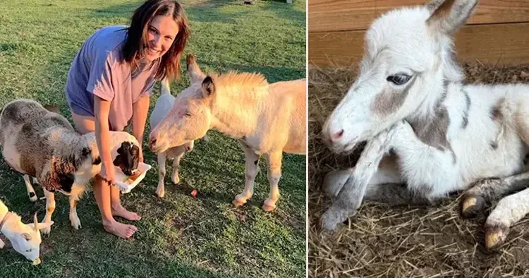 Ünlü oyuncu gösterişli bir törenle evlenip çiftliğe gelin gitmişti: Eşeğinin yavrusu oldu... Büyükannesinin adını verdi!