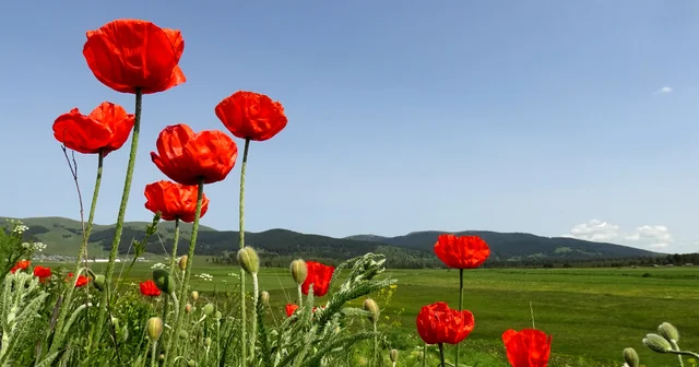Kars ın yüksek kesimleri rengarenk çiçeklerle kaplandı Kars Haberleri