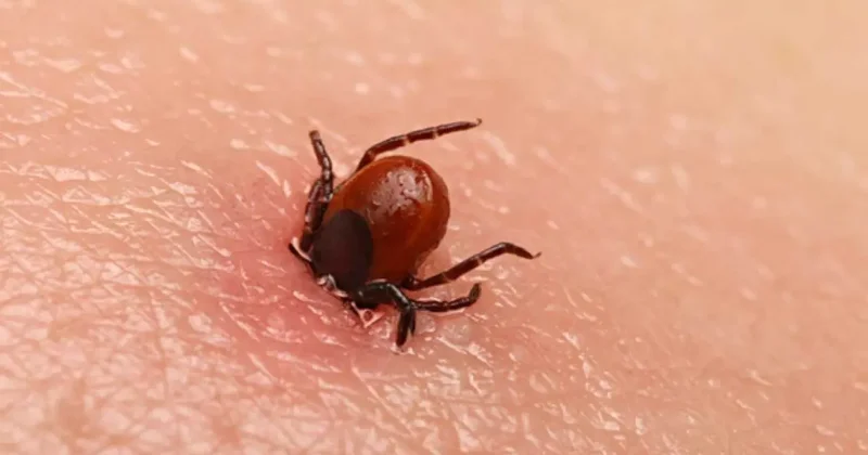 Kene ısırığı durumunda ne yapmalıyız? Keneden korunma yolları nelerdir?