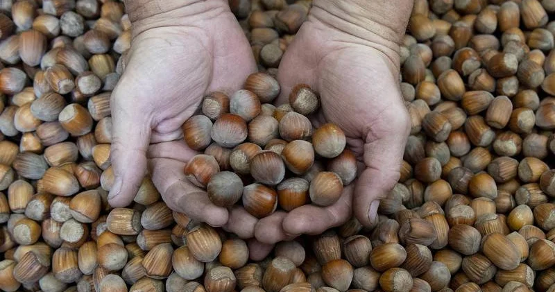 Ticaret borsalarında 10 ayda 606 bin tonu aşkın fındık işlem gördü
