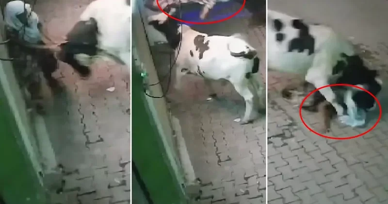 Başıboş inek, evinin önünde bekleyen yaşlı kadına saldırdı
