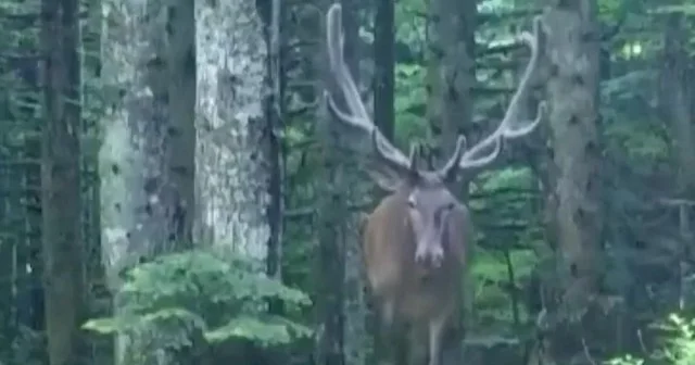 Bursa dağlarında kızıl geyik fotokapana yakalandı VİDEO İZLE