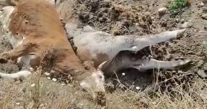 Karabük’te 3 inek şap hastalığından telef oldu! Daha önce benzer bir durumla karşılaşmamıştık
