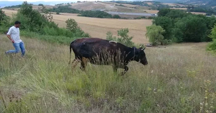 Gebe inek definecilerin kazdığı kuyuya düştü: Kurtarmak saatler sürdü