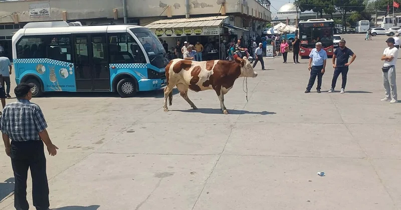 Kesimden kaçan inek ortalığı savaş alanına çevirdi Sözcü Gazetesi