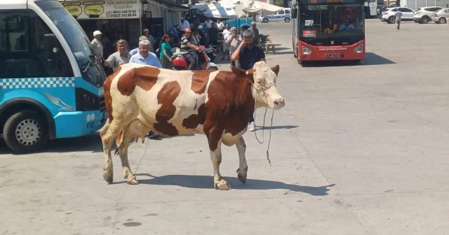 Manisa da heyecanlı kovalamaca: Mezbahaneden kaçan inek ortalığı birbirine kattı VİDEO İZLE