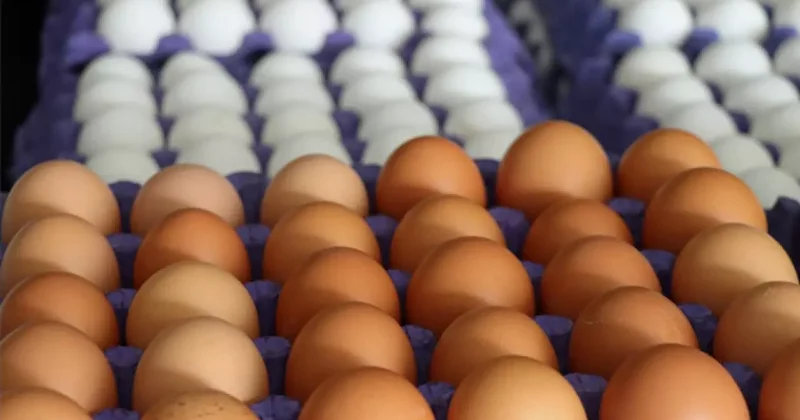 Yumurta ihracatına izin şartı getirildi