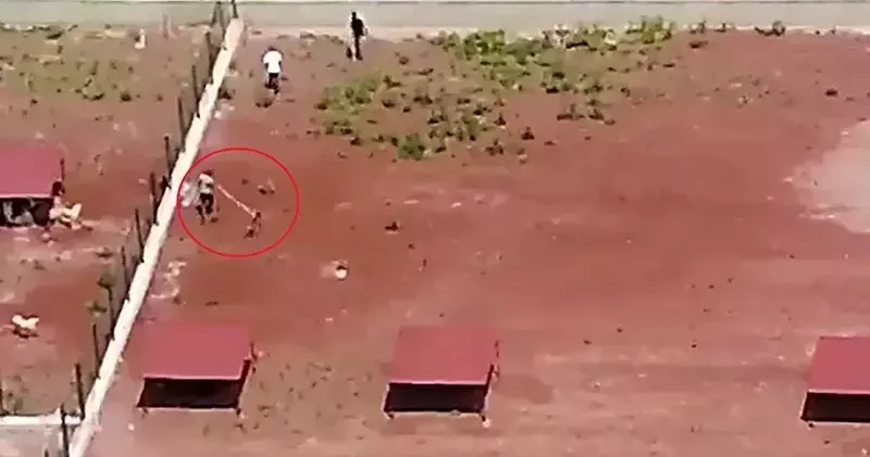 Hayvan barınağındaki şiddet kamerada; personele soruşturma