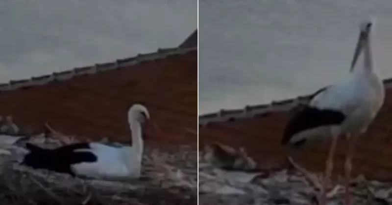 Yaren Leylek depremi önceden hissetti mi? Sıra dışı hareketleri kamerada