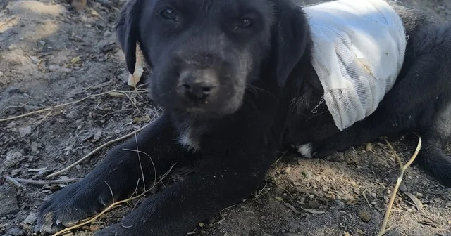 Kayseri de köpeklerin saldırdığı yavru köpek, tedaviye alındı Kayseri Haberleri