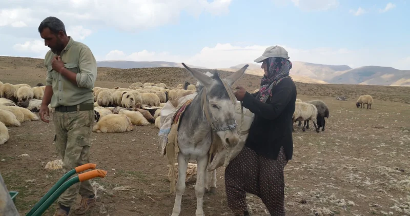 Göçerlerin yüksek rakımlı yaylalarda mesaisi sürüyor