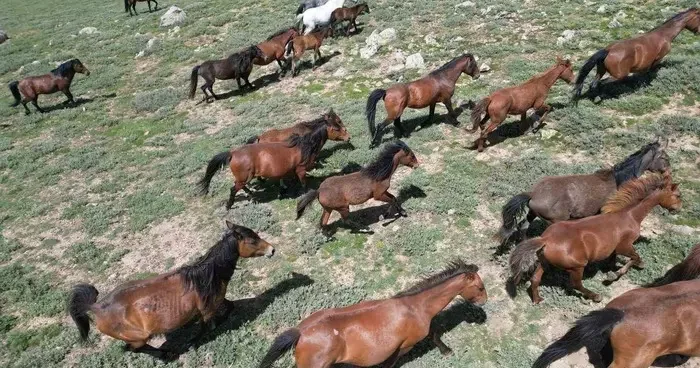 Yılkı atları doğal yaşam ortamlarında havadan görüntülendi