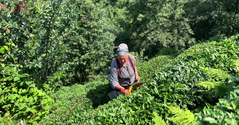 Rize Çayeli’nde ikinci sürgün mesaisi