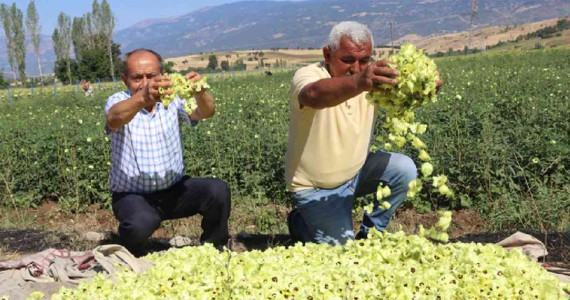 Amasya da hasadı başladı: Çiçek halinde ve günlük olarak toplanıyor