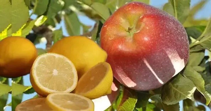 Limon ve elma, ihracı kayda bağlı mallar kapsamına alındı