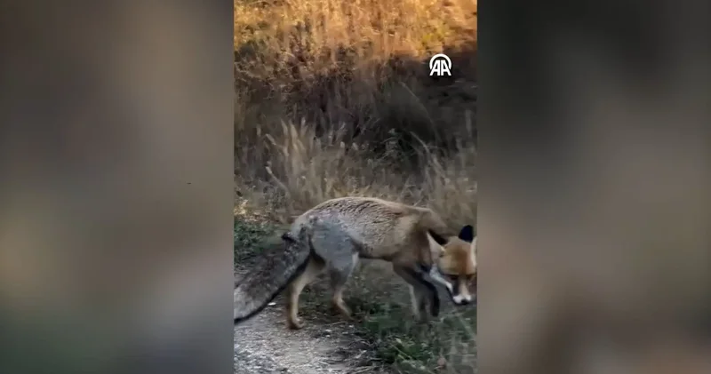 Bolu da aç kalan tilkiyi vatandaş besledi