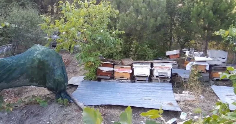 Bolu daki ayılar köylülerin kabusu oldu: Düzenekle kovalıyorlar