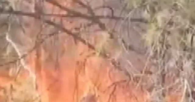 Denizli de başlayan orman yangınına ekiplerden jet hızında müdahale VİDEO İZLE