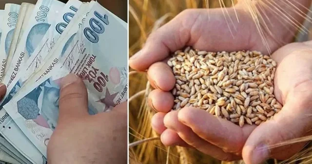 TMO dan tarıma nakit desteği: 3,6 milyar lira üreticilerin hesaplarına yatırıldı Ekonomi Haberleri