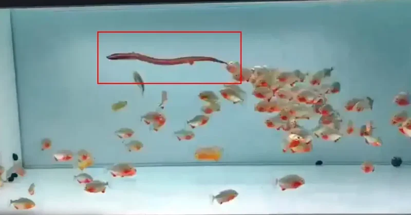 Pirana dolu akvaryuma canlı yılan attılar, sonuç dehşete düşürdü