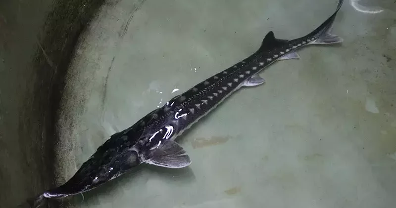 Havyarının kilosu bin avro olan mersin balığı, Bolu’da üretilip dünya pazarına sunulacak