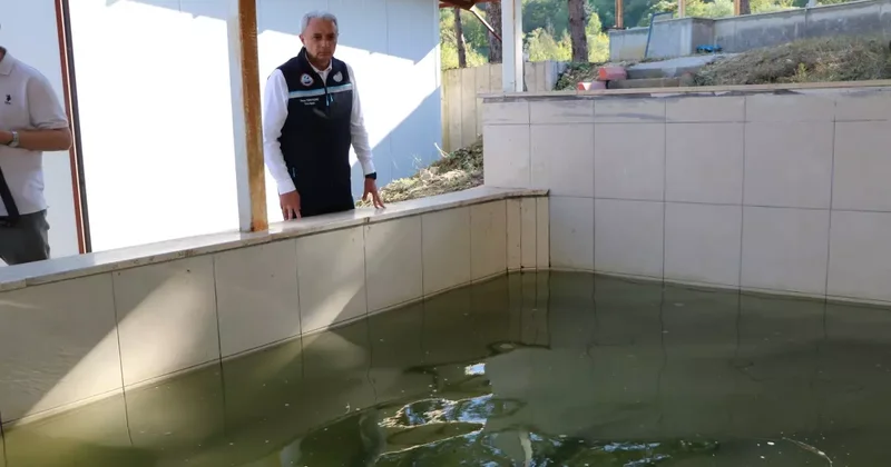 Mersin Balığı Üretimi Başlıyor