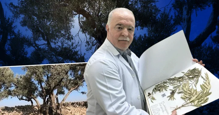 Nuh un Gemisi nerede? Zeytin ağacından gelen delil... Ağrı Dağı nda değil, burada