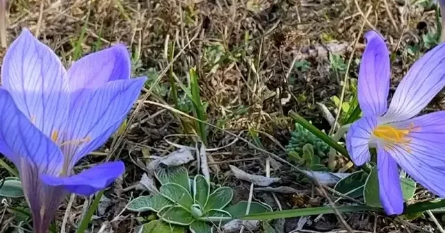 Ilgaz Dağı sonbahara büründü: Yayladan dönüşün habercisi ‘vargit’ler açtı VİDEO İZLE