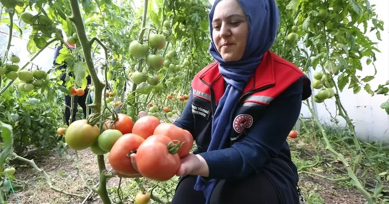 Serada Ürün Yetiştiriliyor