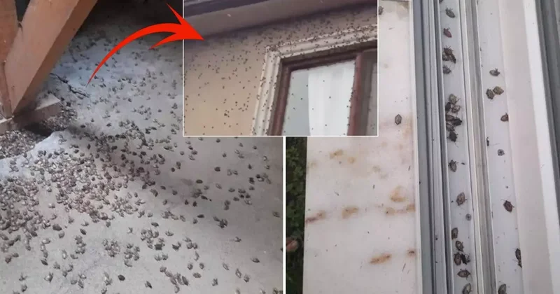 Dünyanın sonunu getireceği söylenen böcekle ilgili korkutan uyarı: Tüm Türkiye ye yayılabilir