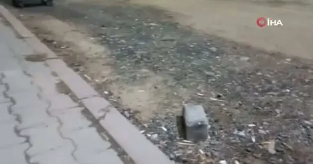 Kanka olan kedi ve tilki dikkat çekti