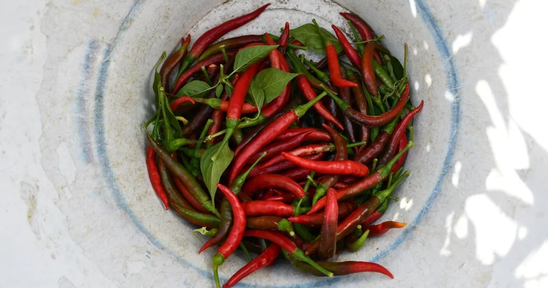 Çukurören biberine kuraklık etkisi: Üretim alanı azaldı
