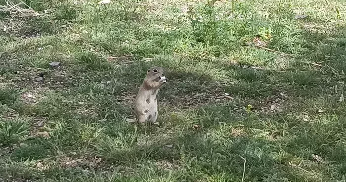 Havalar ısındı, gelengiler ortaya çıktı