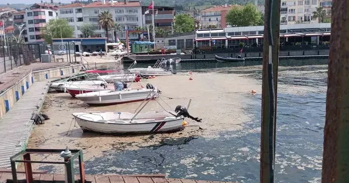 Karamürsel sahili müsilajla kaplandı