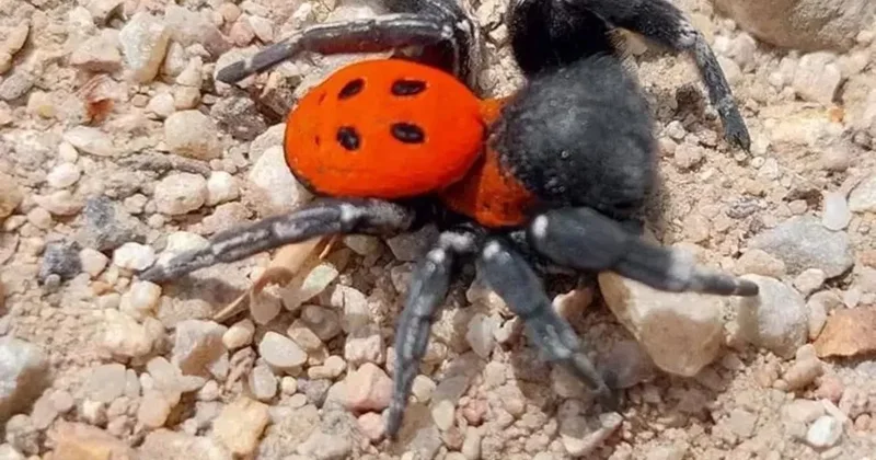Kırmızı listede yer alan nadir tür Kazdağları’nda görüldü!