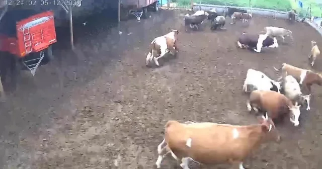 Amasya da ineklerin depreme yakalandığı anlar kamerada VİDEO İZLE