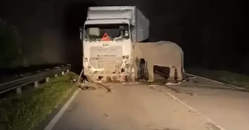 Gecenin karanlığında kahreden görüntü