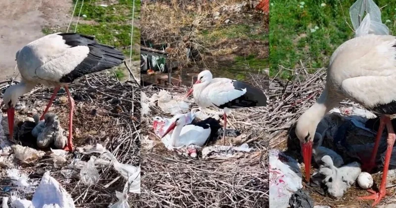 Köyü terk etmeyen 2 leylek, Anneler Günü’nde ‘anne’ oldu
