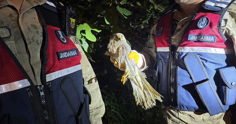 Nesli tükenmek üzere! Hatay da yaralı halde bulundu Sözcü Gazetesi