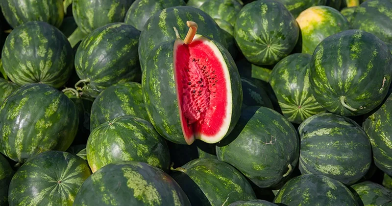 Karpuzlar tezgahlardaki yerini almaya başladı! Lezzetli karpuz seçmenin yolu
