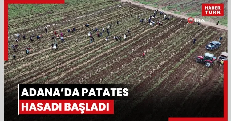 Adana’da patates hasadı başladı, tarlada kilogramı 22 24 lira