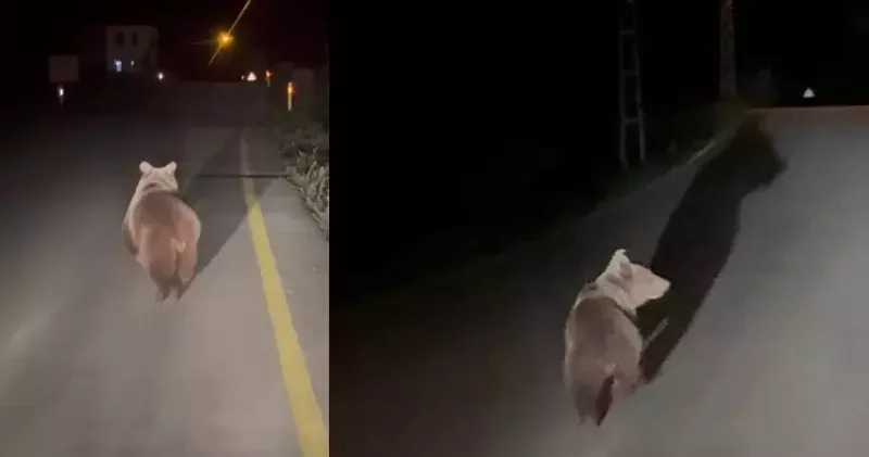 Köy yolunda koşan ayı kamerada