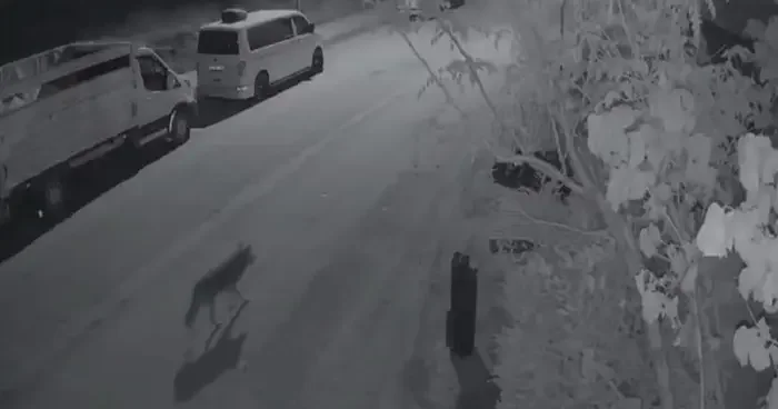 Elazığ’da aç kalan kurt, şehir merkezine indi