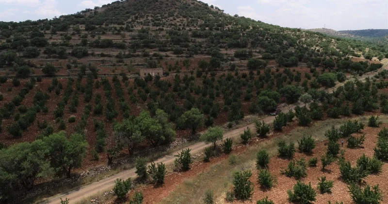 Sabahın ilk ışıklarında kasalara doldurup gönderiyorlar: Kilosu 400 TL ye kadar çıkıyor Sözcü Gazetesi