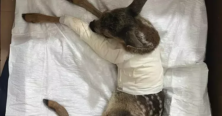 Yolda yaralı halde bulundu, tedavi altına alındı