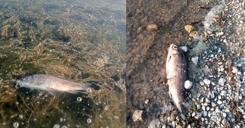 Eğirdir Gölü nde yüzlerce sazan balığı ölü bulundu