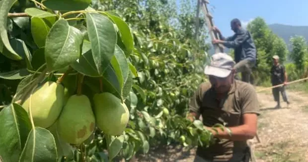 Bursa haberleri İlginç çözüm: Tonlarca meyveyi kopararak yere atıyorlar 12 Haziran 2025