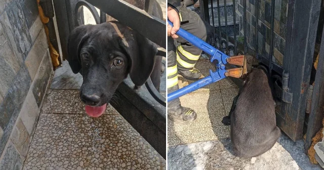 Kafası demir korkuluğa sıkışan köpeği itfaiye kurtardı Aktüel Haberleri