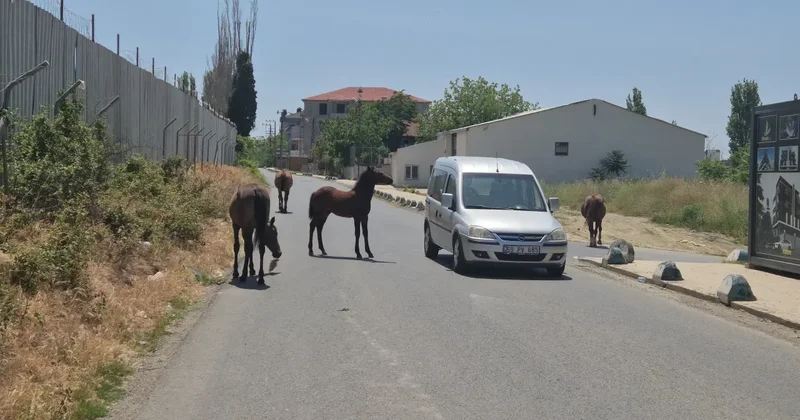 Tekirdağ’da sokakta gezen atlar sürücülere zorluk çıkarıyor